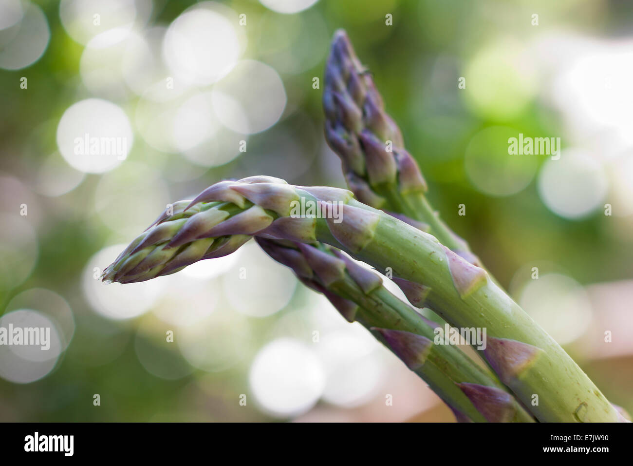 Spargel. Stockfoto