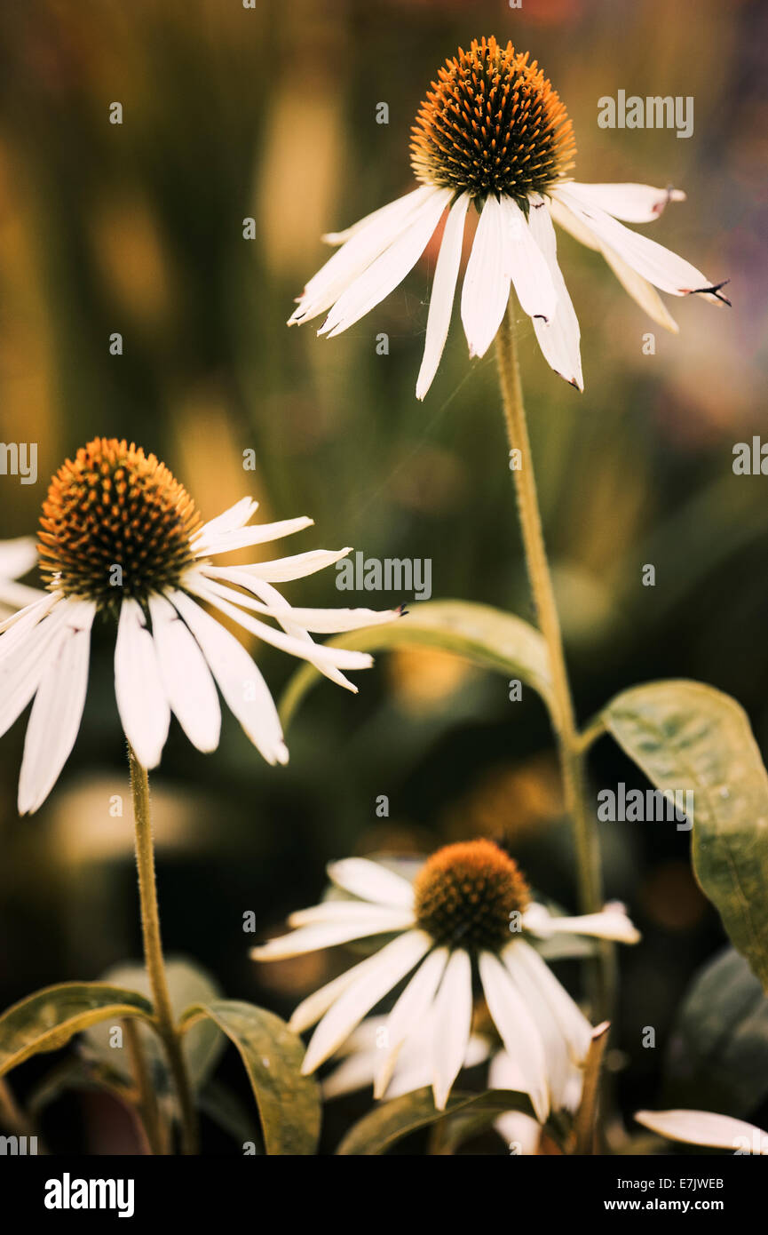 Echinacea Stockfoto