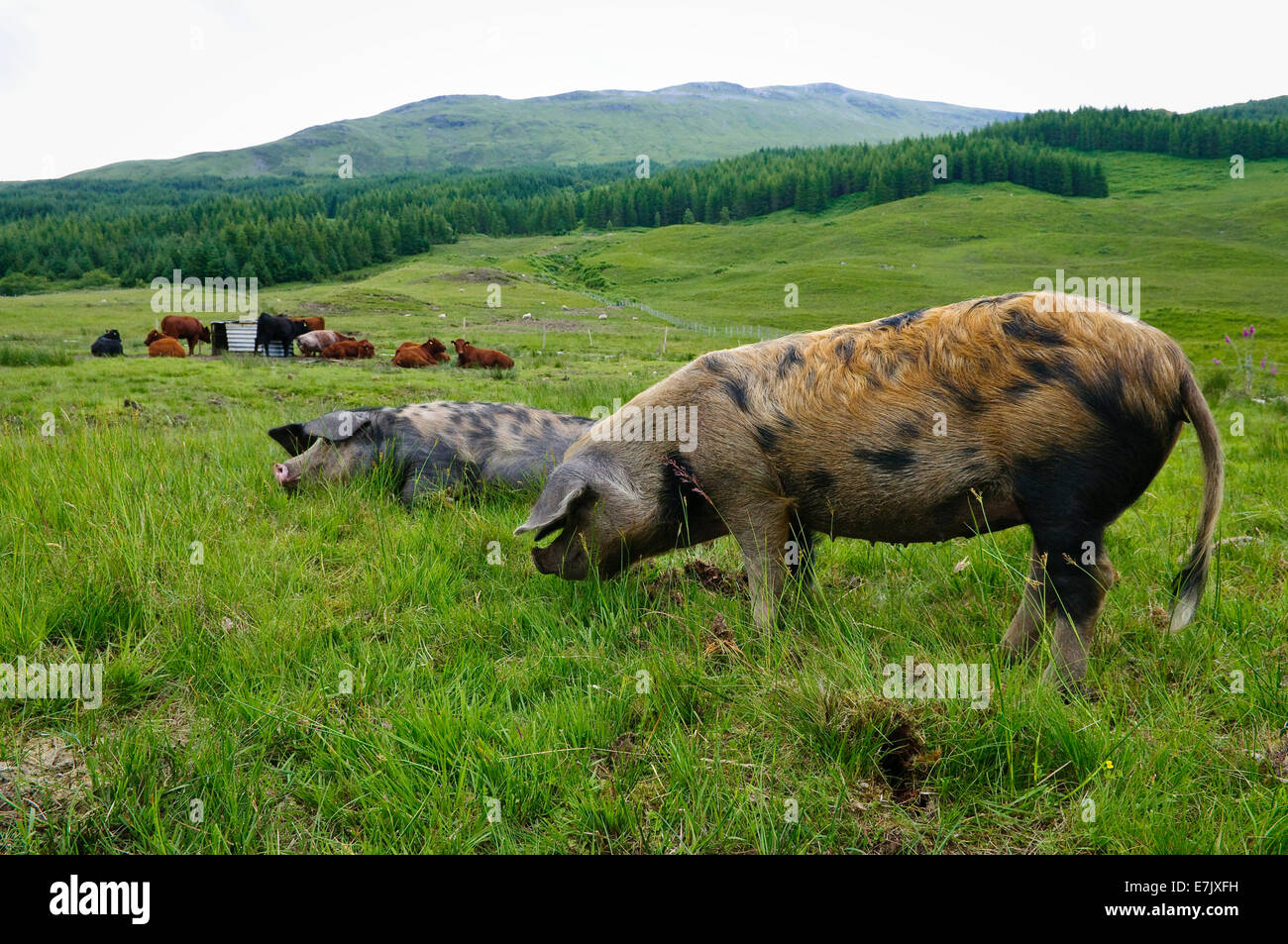 Tierfarm in Schottland. Stockfoto