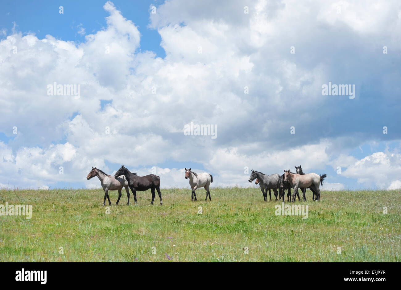 Quarter Horse Herde am Horizont mit großen Himmel und Wolken Stockfoto