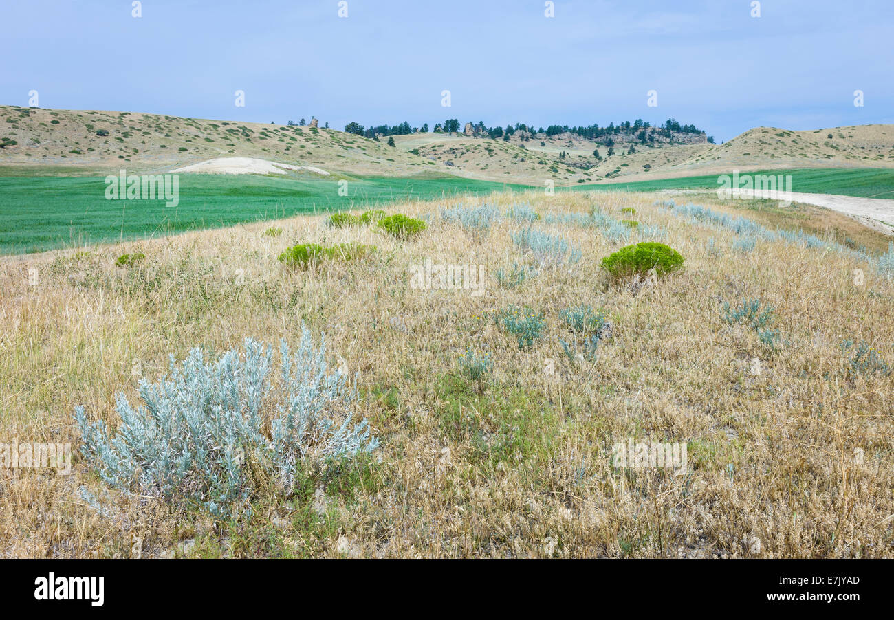 Nutzpflanze, umgeben von trockenen Gestrüpp und Hügel unter einem hellen Himmel in der Nähe von Vermillion, Nebraska, USA. Stockfoto
