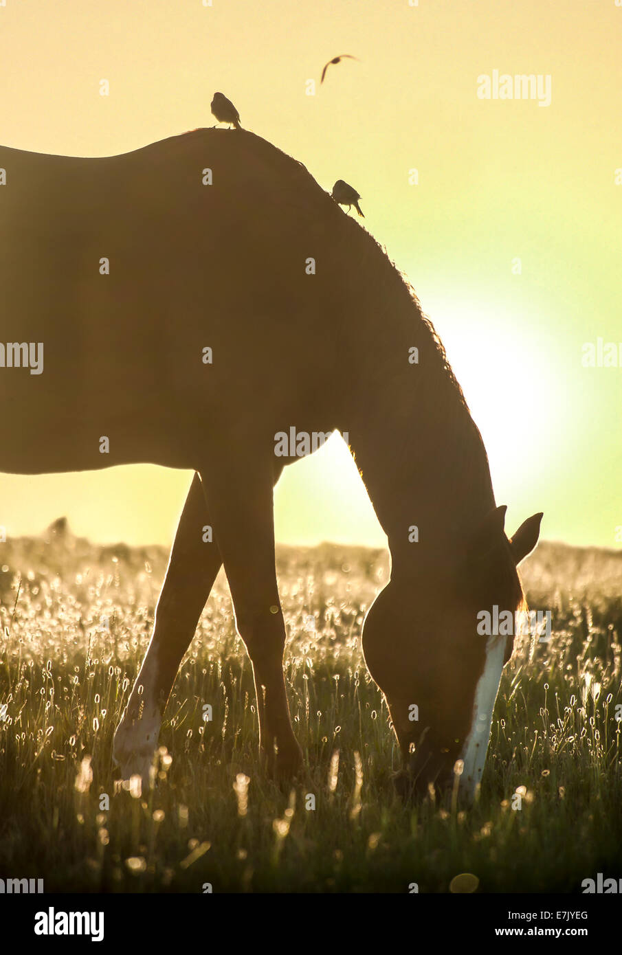 Tiger Horse Herde. Tiger-Pferde sind gaited, Tourenpferde mit einer Fellfarbe ähnlich wie die Appaloosa gesichtet. Stockfoto