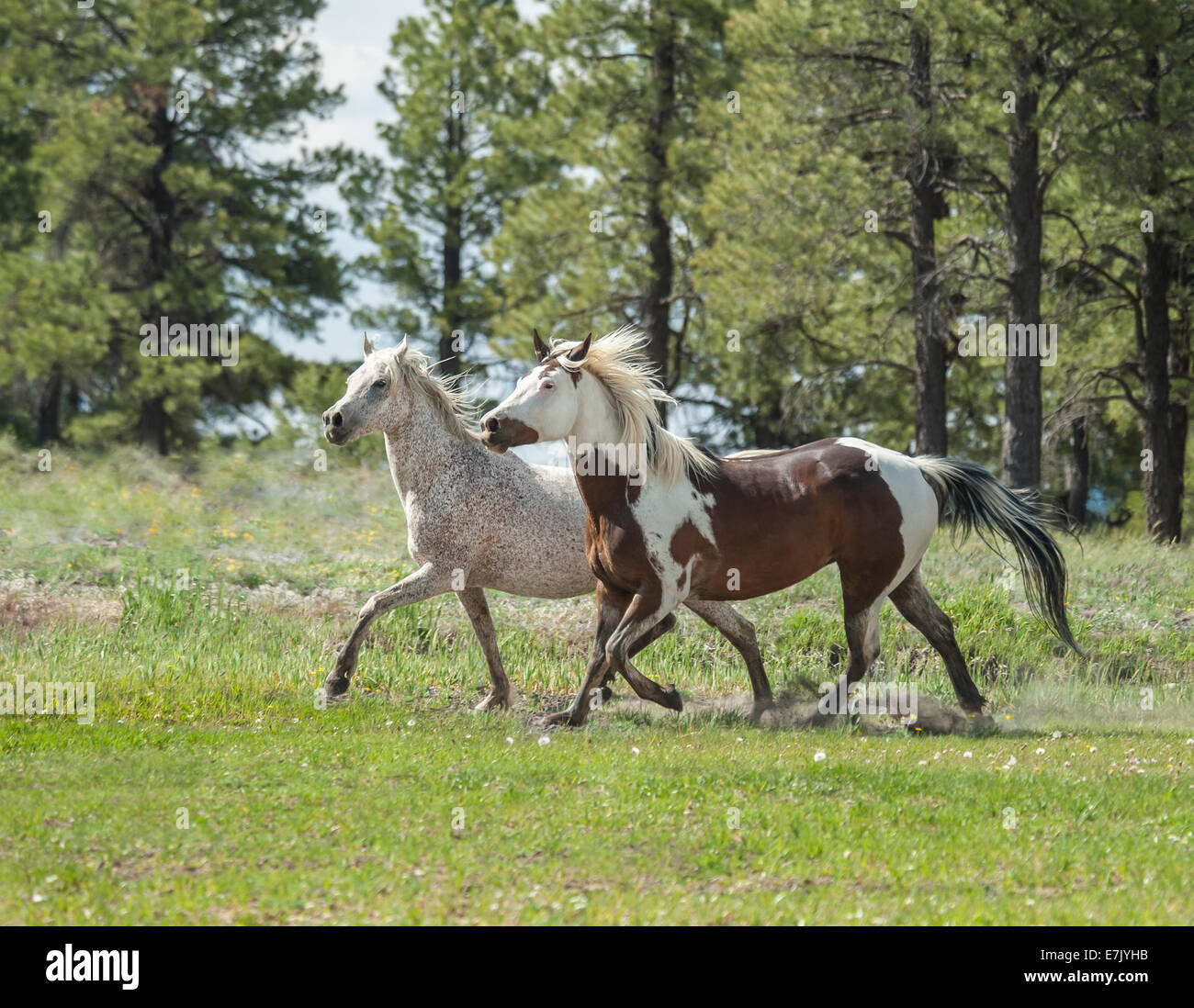 Ägyptische arabische Stute mit Quarter Horse Anhang Paint Wallach Stockfoto