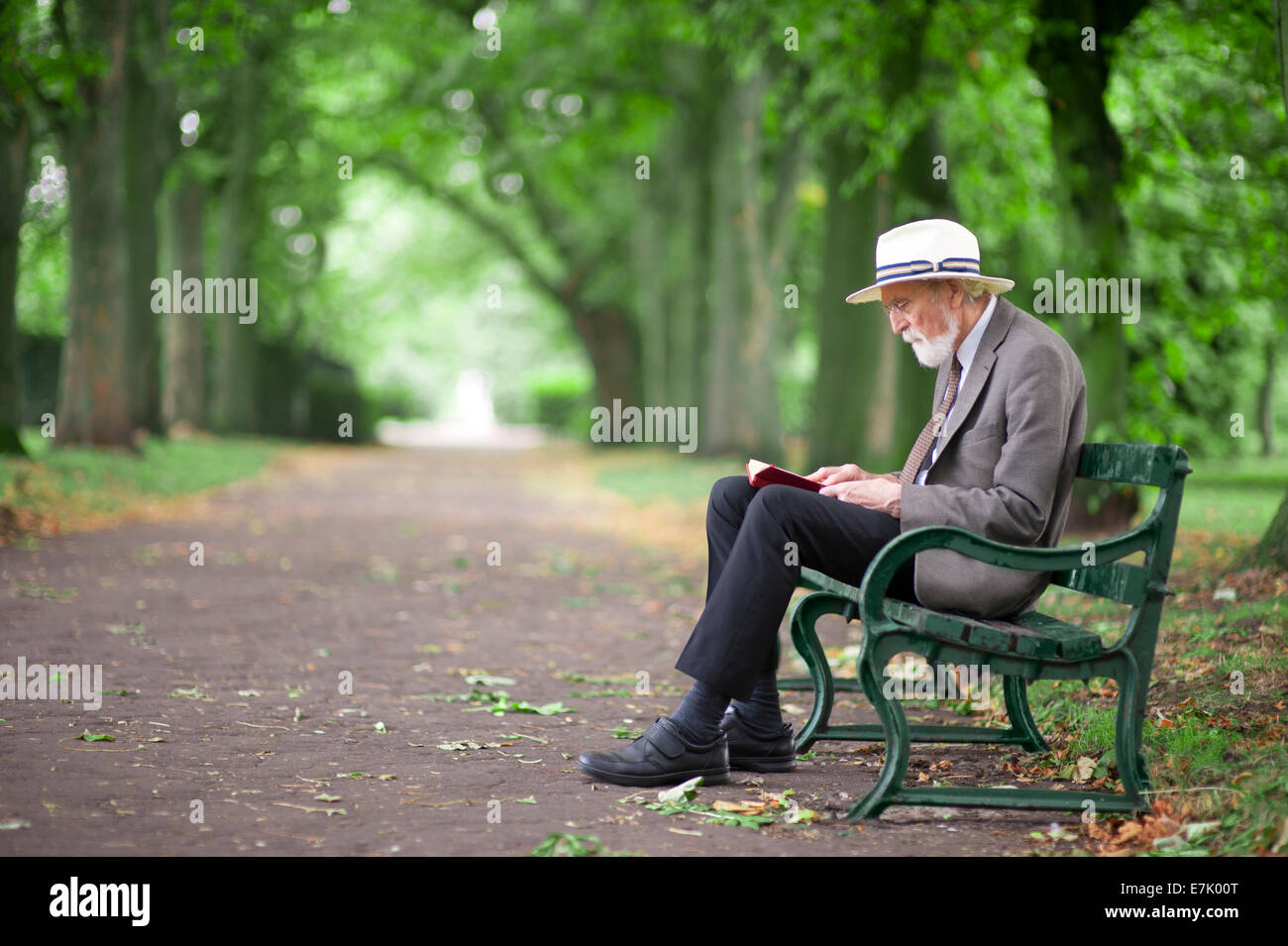 ältere Mann liest ein Buch auf einer Parkbank Stockfoto