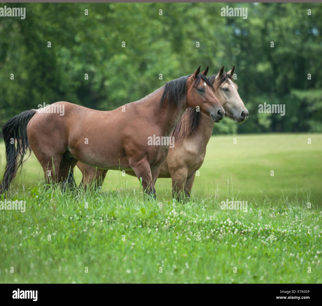 Red roan und Wildleder Farbe Pferde Stockfoto