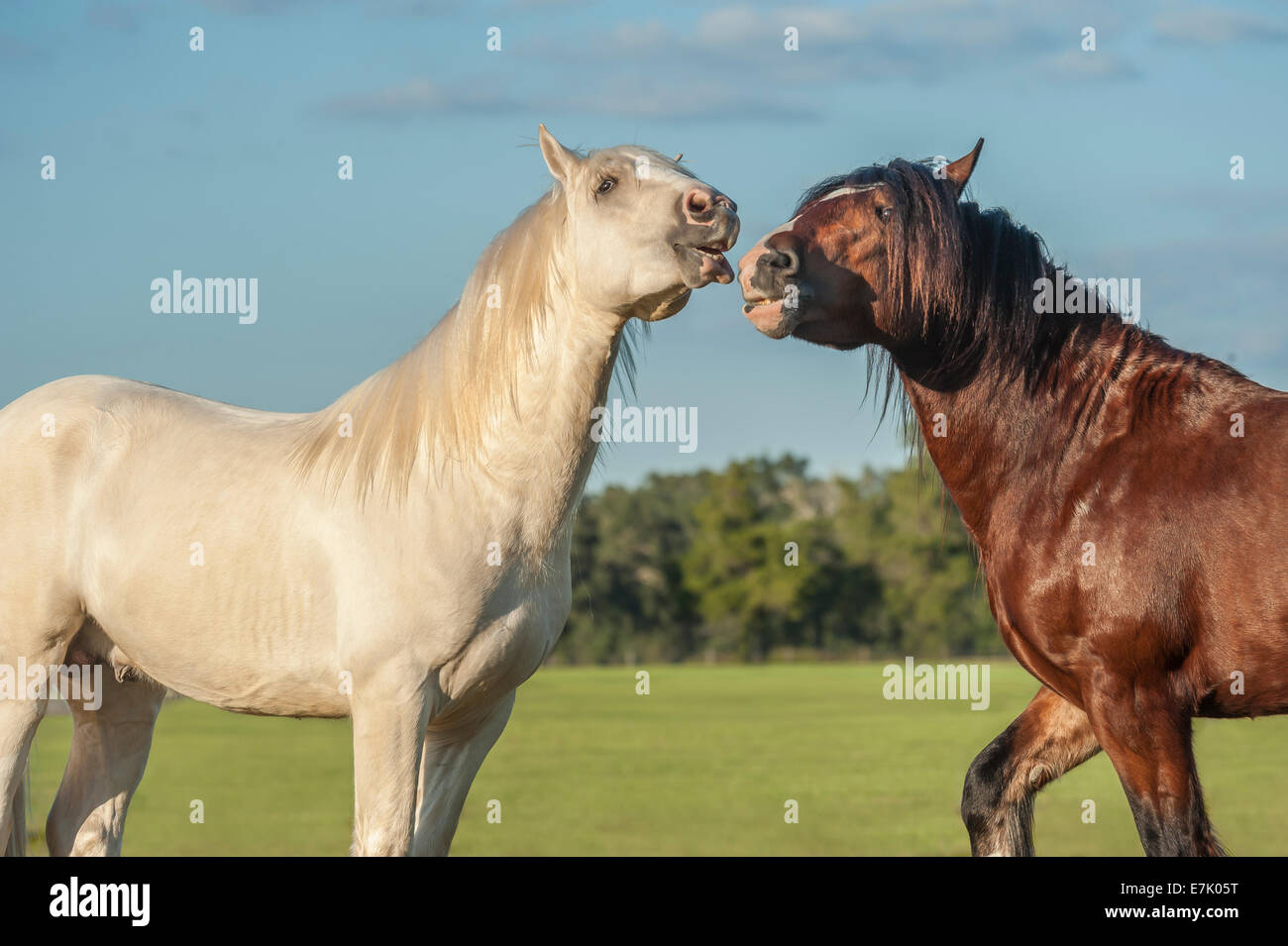 Gypsy Vanner Pferd Colts spielen Stockfoto