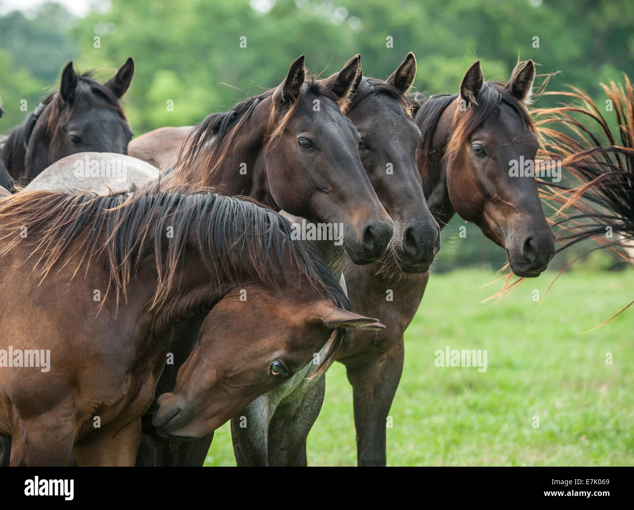 Herde von Quarter Horse Stuten dicht beieinander stehen Stockfoto