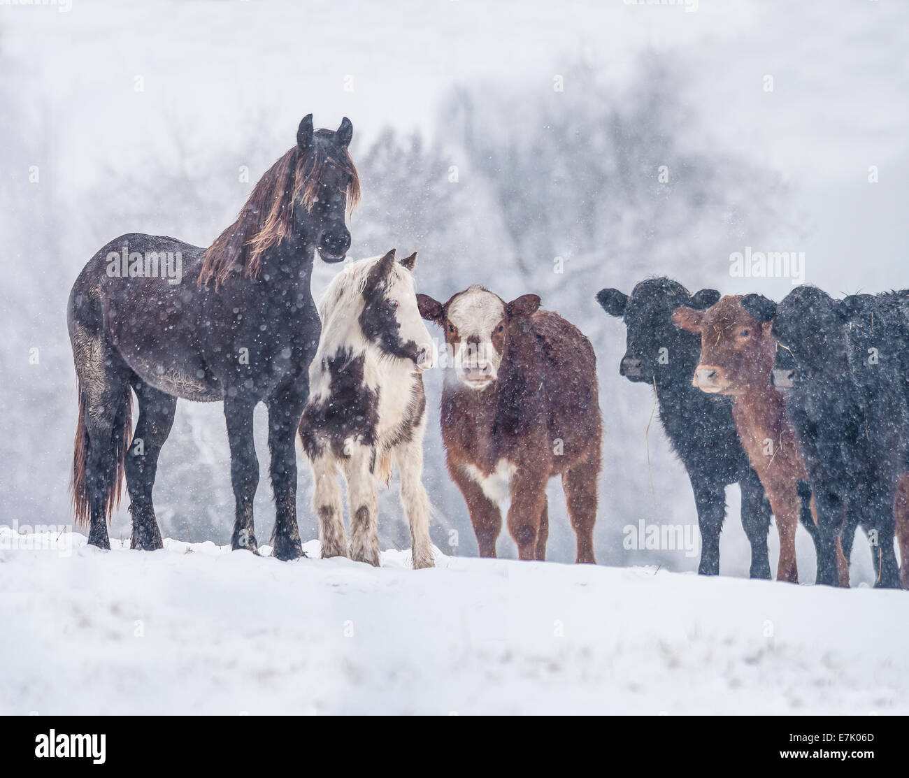 Pferde und Rinder im Schneegestöber Stockfoto