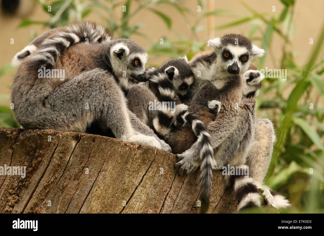 Eine Familie von Ring Tailed Lemuren auf einem Baumstumpf Stockfoto