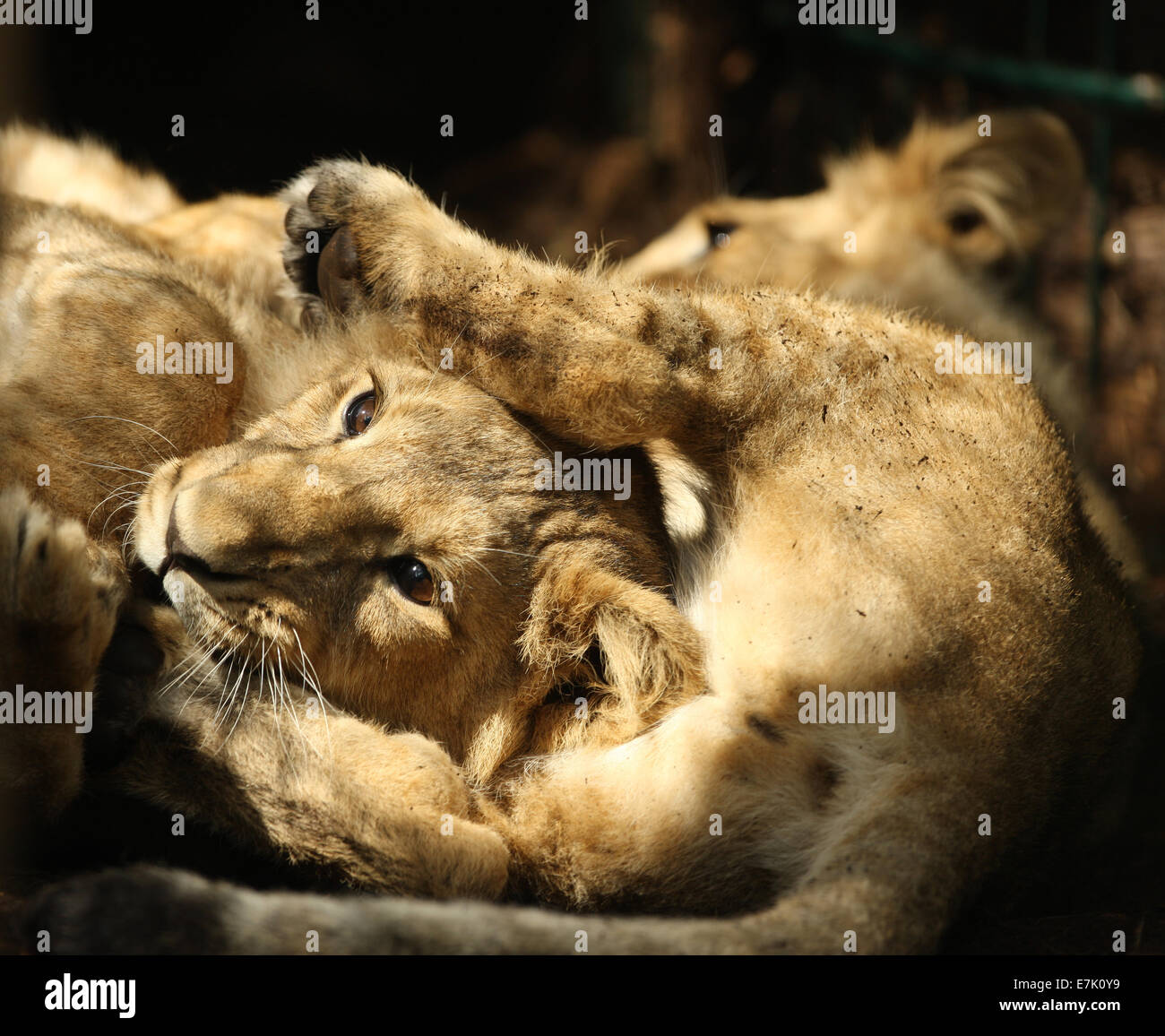 Asiatische Löwenbabys spielen Stockfoto