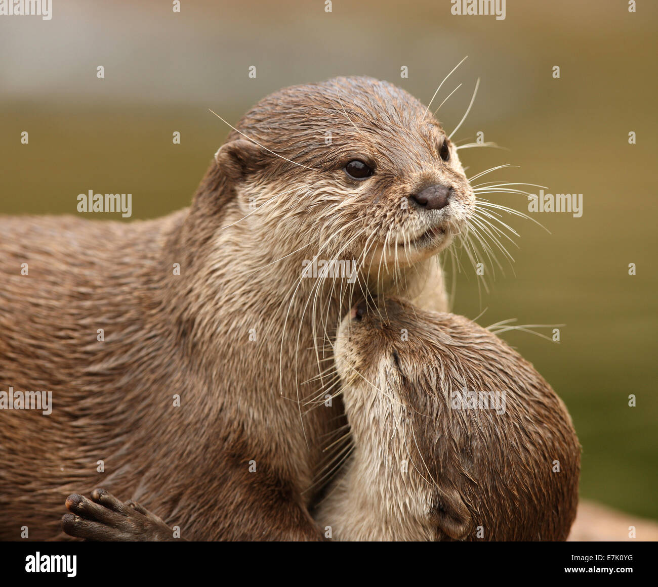 Orientalische Short-Clawed Otter kuscheln Stockfoto