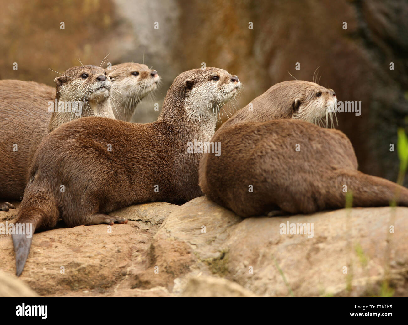 Gruppe von Oriental Short-Clawed Otter Stockfoto