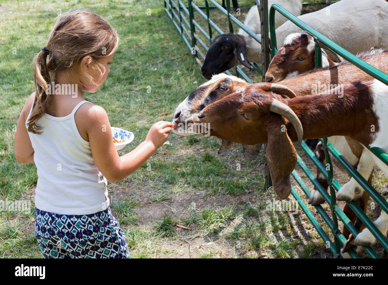Sterling Heights, Michigan - Kinder-Feed auf dem Bauernhof Tiere im Streichelzoo bei einem Sommerfestival Stockfoto