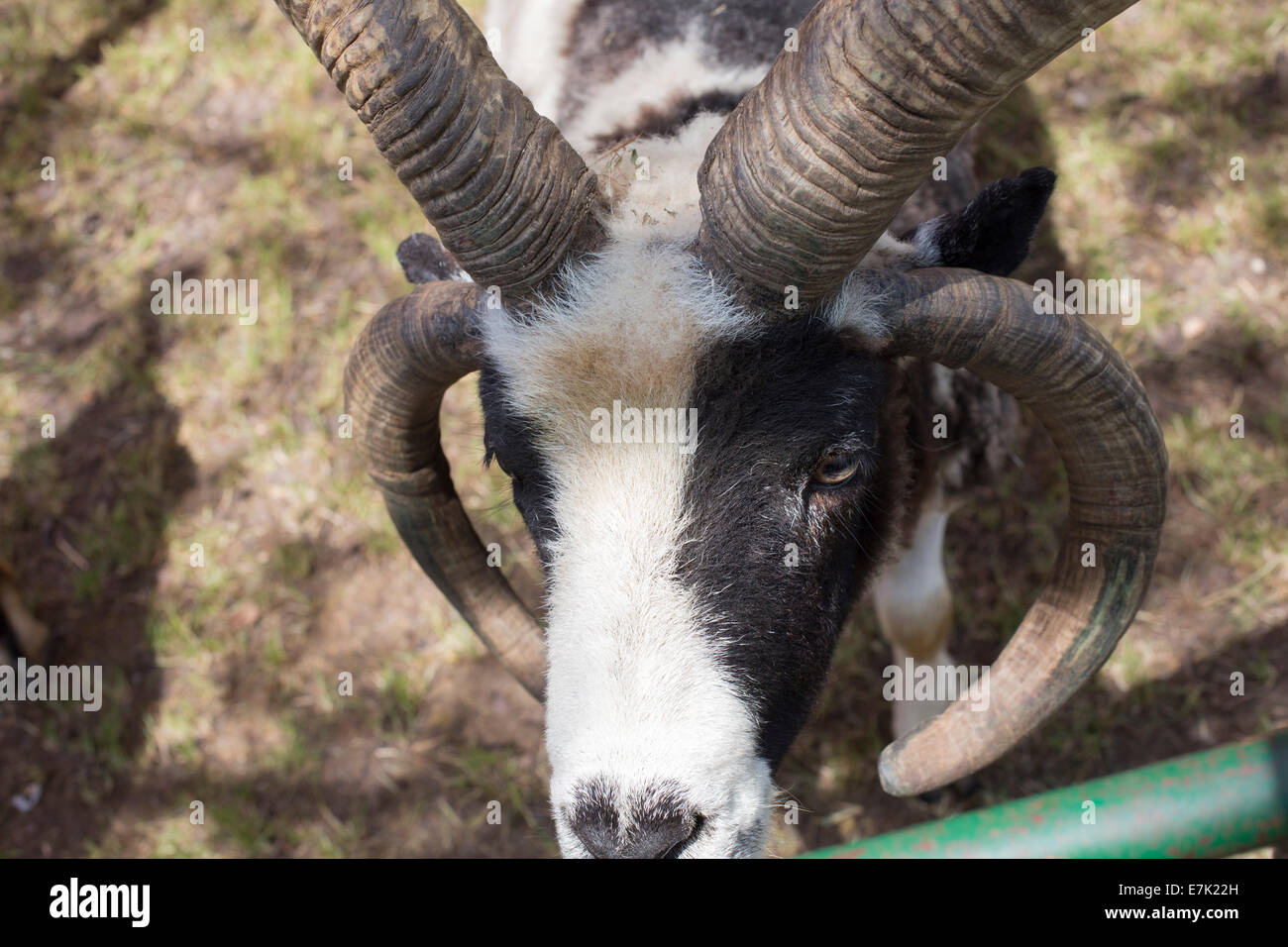 Sterling Heights, Michigan - A Jacob vier gehörnte Schafe auf einen Streichelzoo. Stockfoto