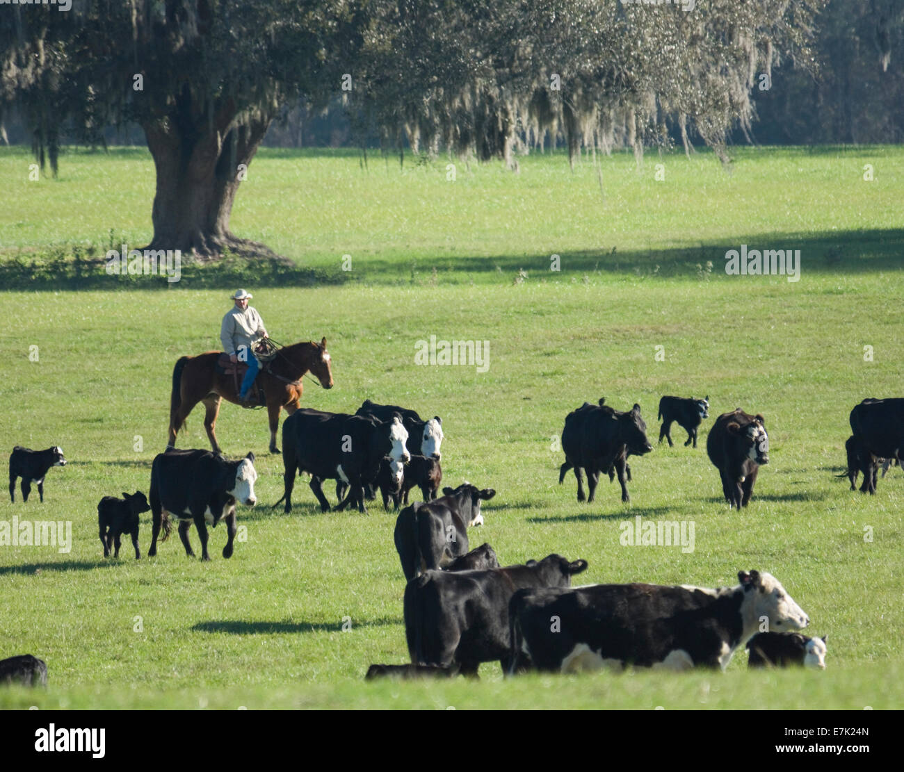 Kuhhirte Rinder vom Pferderücken verschieben Stockfoto