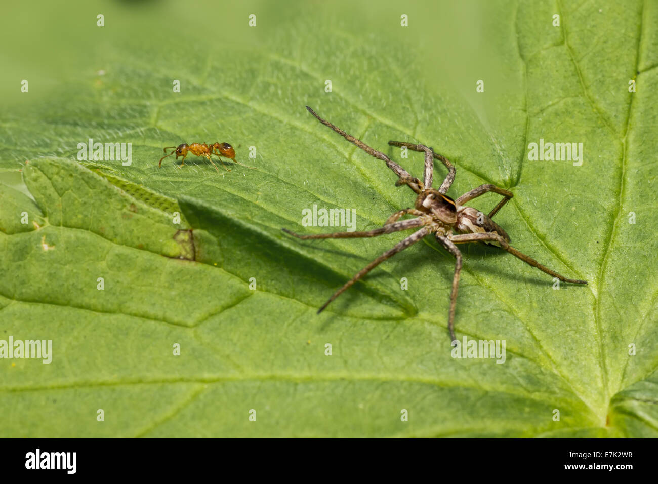 Die Baumschule Web Spider, Pisaura mirabilis Stockfoto
