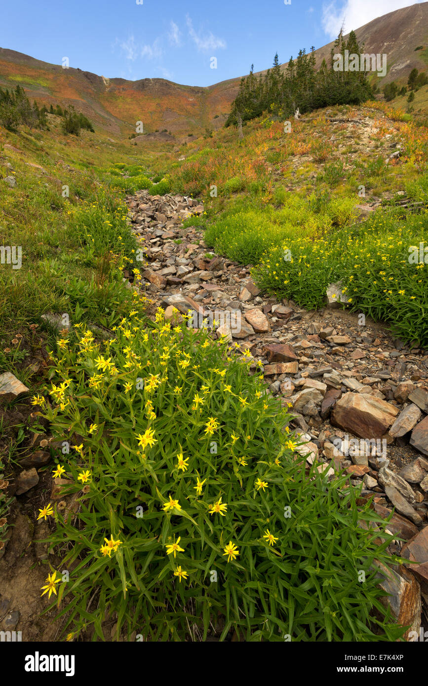 Blumen blühen entlang einem trockenen Bachbett hoch in Oregon Wallowa Bergen. Stockfoto