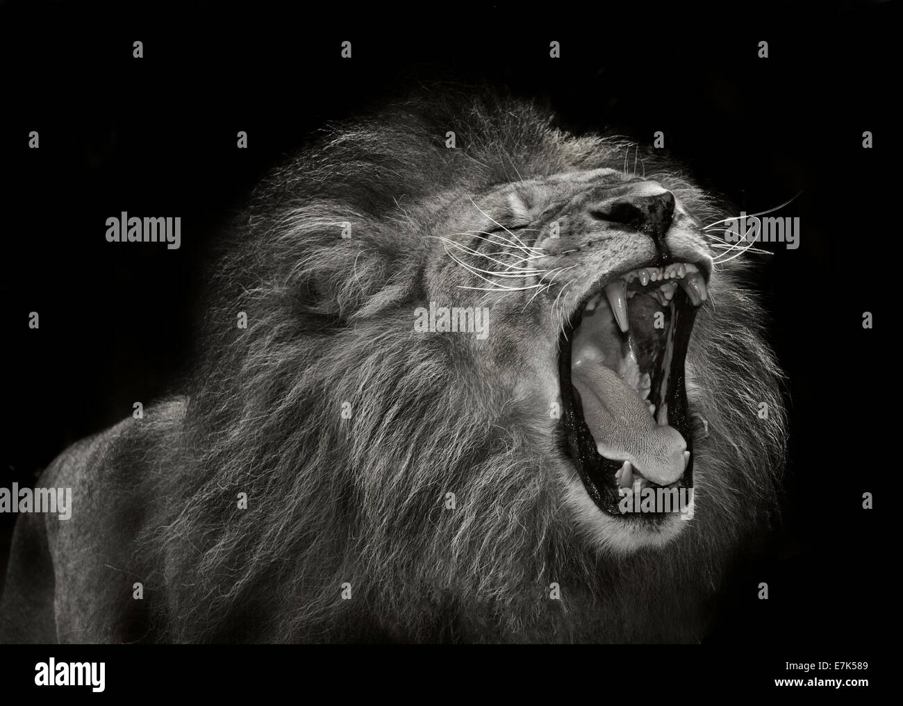 Porträt eines fantastischen Löwen hautnah Stockfoto