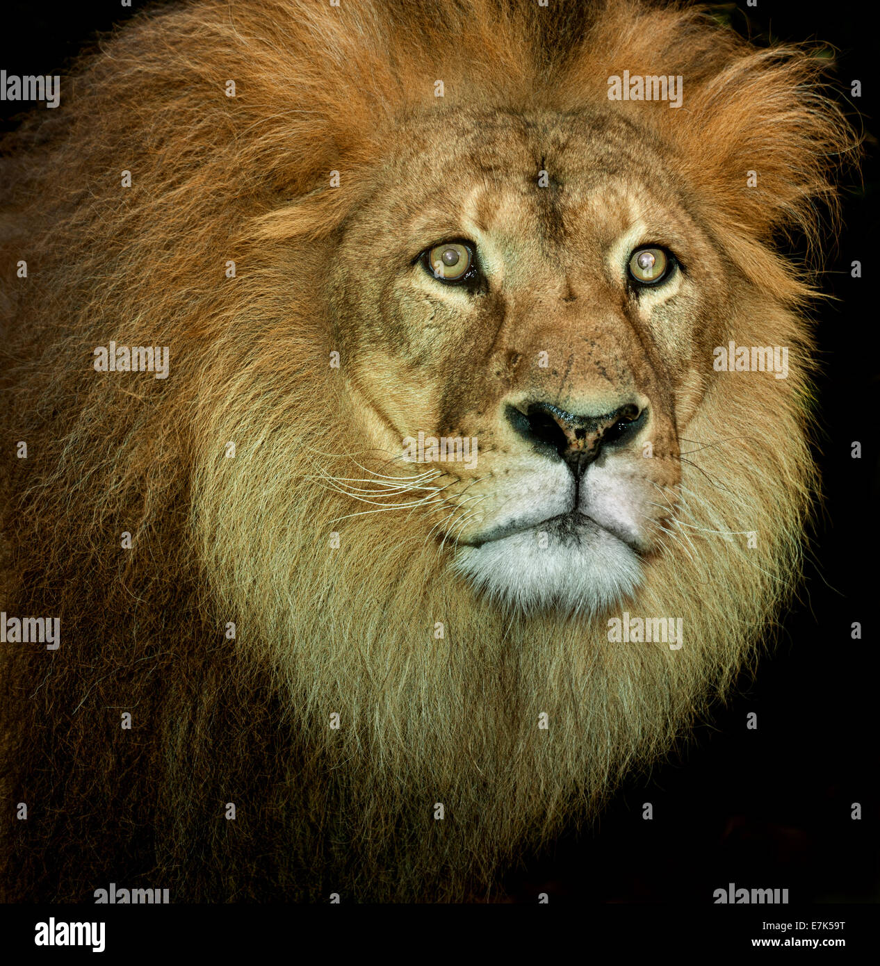 Full-Face Porträt des Löwen Stockfoto