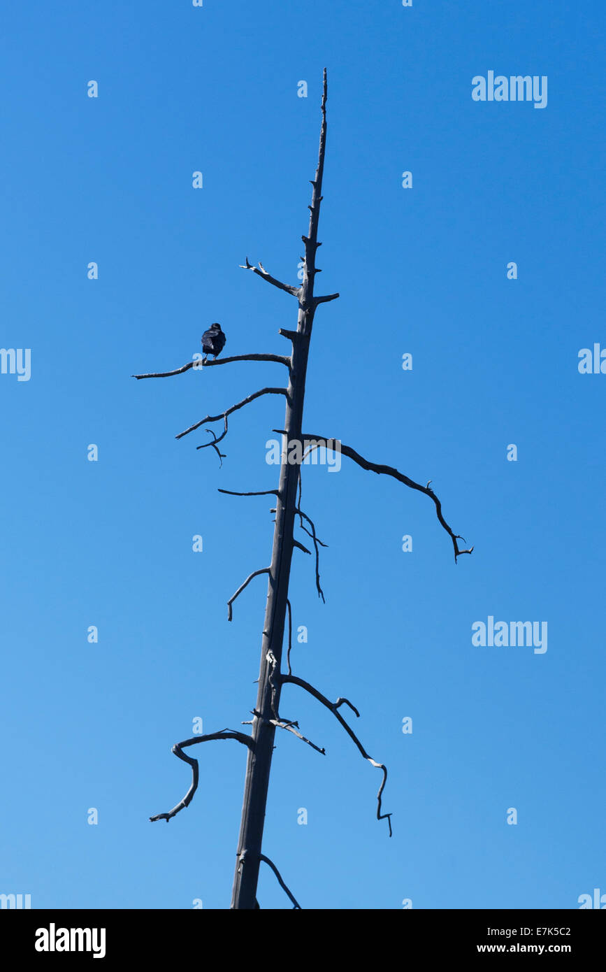 Rabe auf einem abgestorbenen Baum, Wallowa Mountains, Oregon. Stockfoto