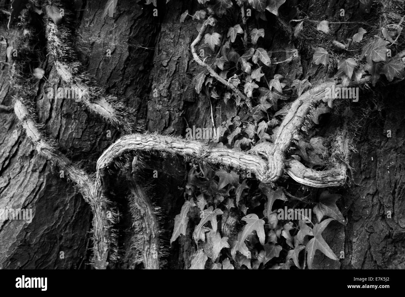 Von Natur aus ein Baum mit eigenen Wurzeln gewickelt umschlungen Stockfoto