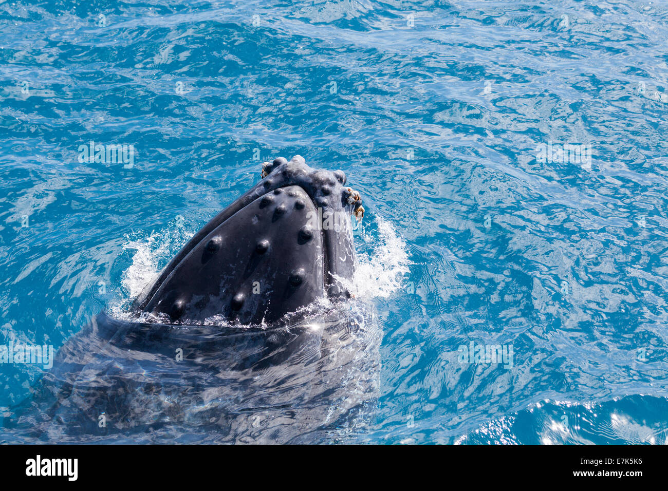 Ein Wal verletzen in Hervey Bay Queensland Australien vor Fraser Island Stockfoto