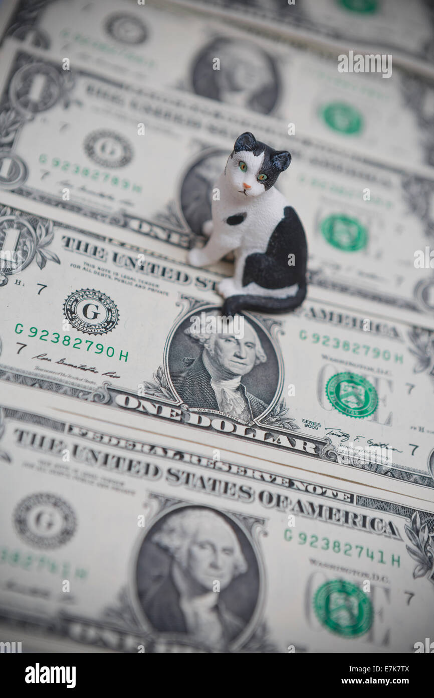 USA-Probleme mit Katzen und Haustiere und Lebenshaltungskosten Stockfoto