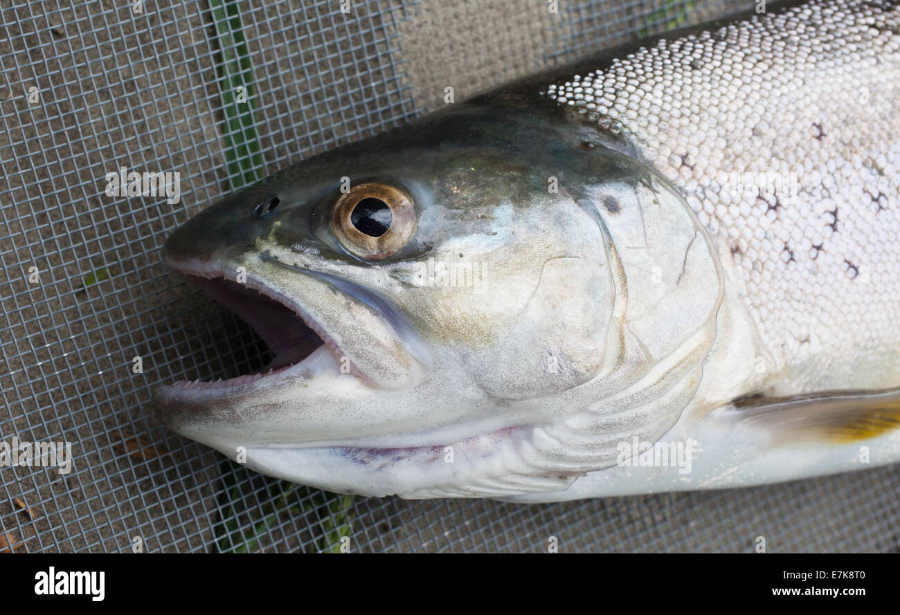 Ein Blick auf das Leben in Neuseeland. Angeln auf Searun Forelle. Diese Fische sind an den meisten Stellen zu finden, an denen ein Fluss ins Meer fließt. Ausgezeichnetes Essen. Stockfoto
