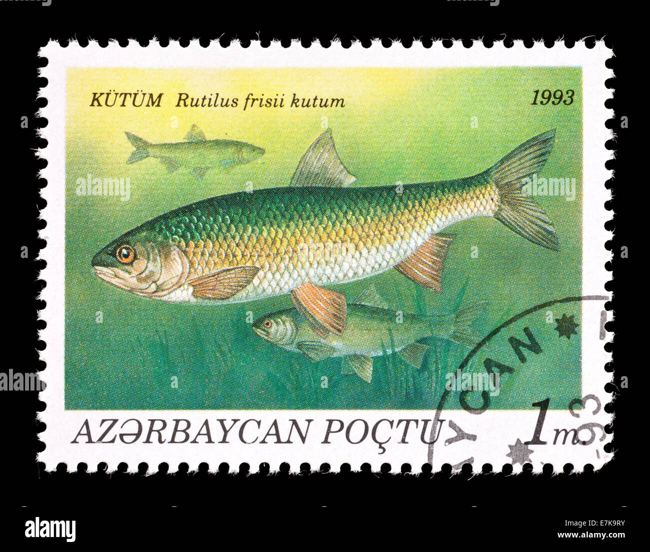 Briefmarke aus Aserbaidschan, die Darstellung eines Wyresub, Schwarzes Meer Roach oder Kutum (Rutilus Frisii) Stockfoto