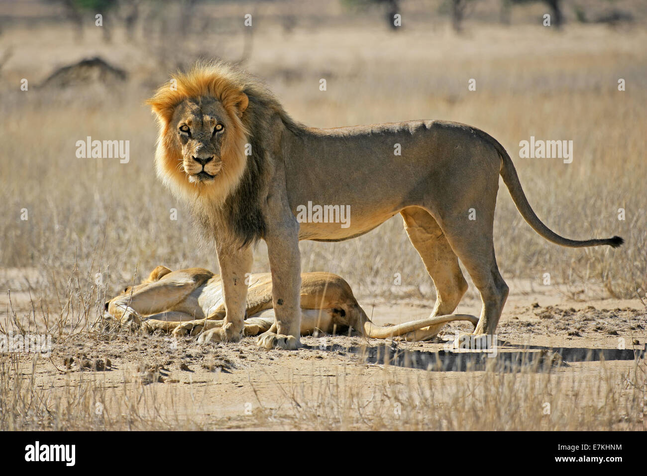 Eine männliche und weibliche afrikanische Löwe (Panthera Leo), Kalahari-Wüste, Südafrika Stockfoto