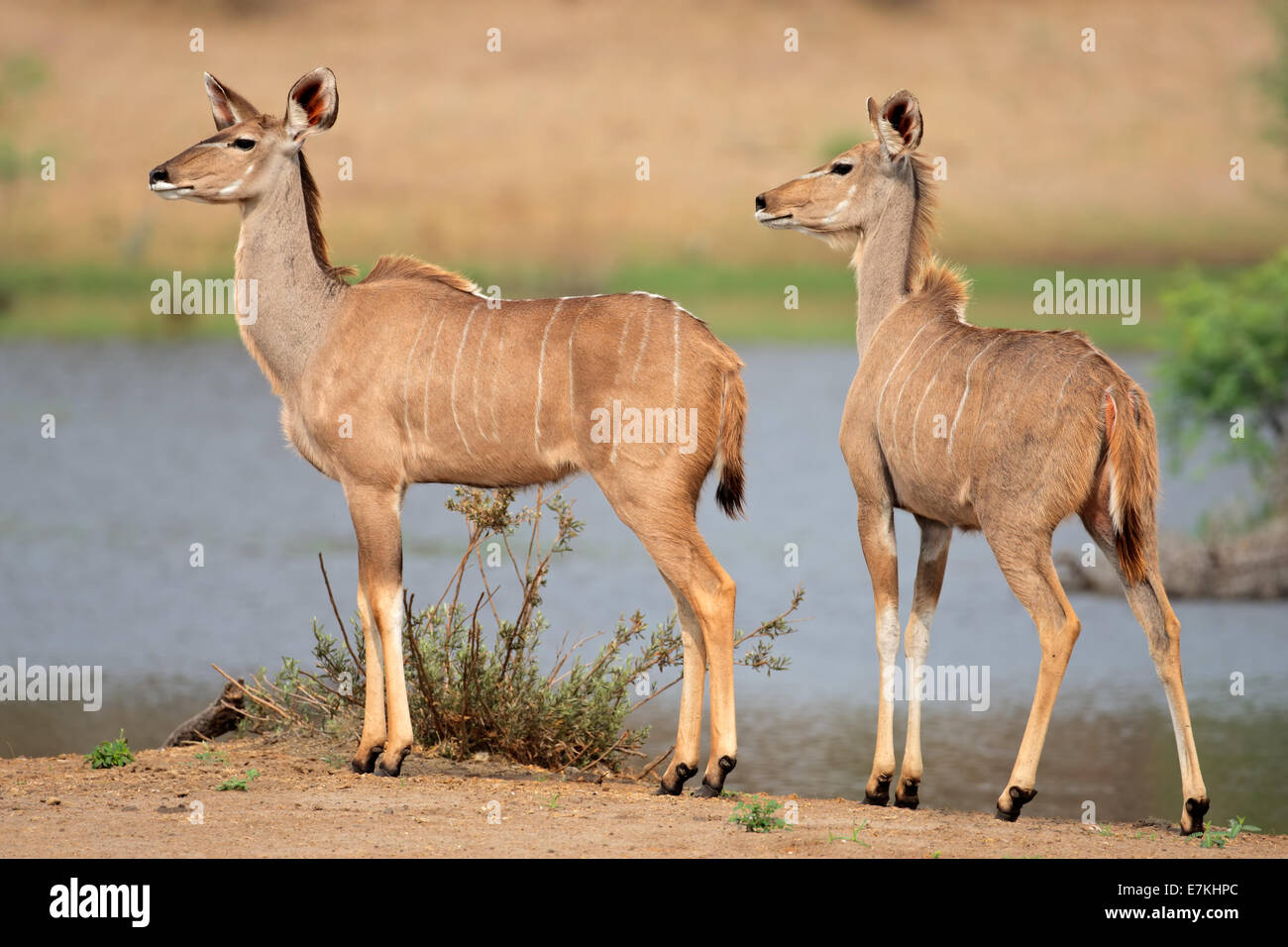 Zwei weibliche Kudu Antilope (Tragelaphus Strepsiceros), Südafrika Stockfoto