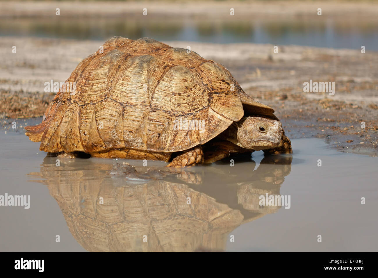 Leopard oder Mountain Tortoise (Stigmochelys Pardalis) an einer Wasserstelle, Südafrika Stockfoto