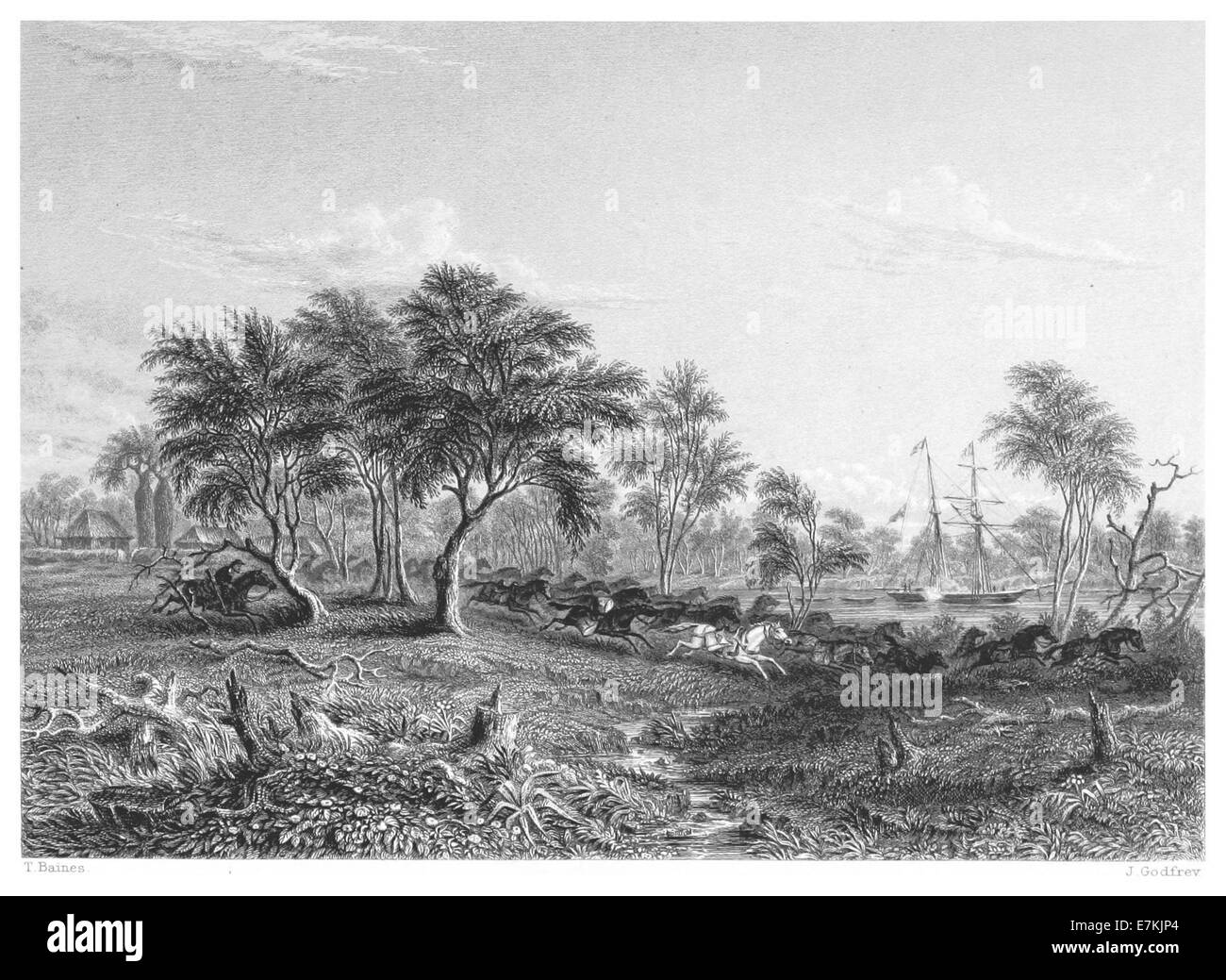 Dieser Entwurf von Booth aus dem Jahr 1873 fängt einen dramatischen Moment einer Stampelei von Packpferden im Northern Territory Australiens ein. Die Abbildung zeigt die chaotische Szene und die Herausforderungen des Warentransports in rauem Gelände. Stockfoto