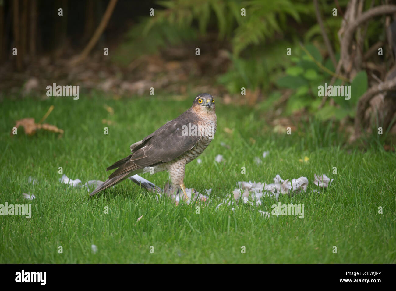 Sparrowhawk (Accipiter nisus) macht einen Kill in einem Garten Stockfoto