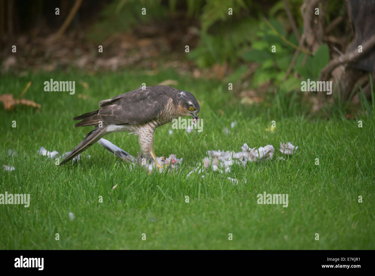 Sparrowhawk (Accipiter nisus) macht einen Kill in einem Garten Stockfoto