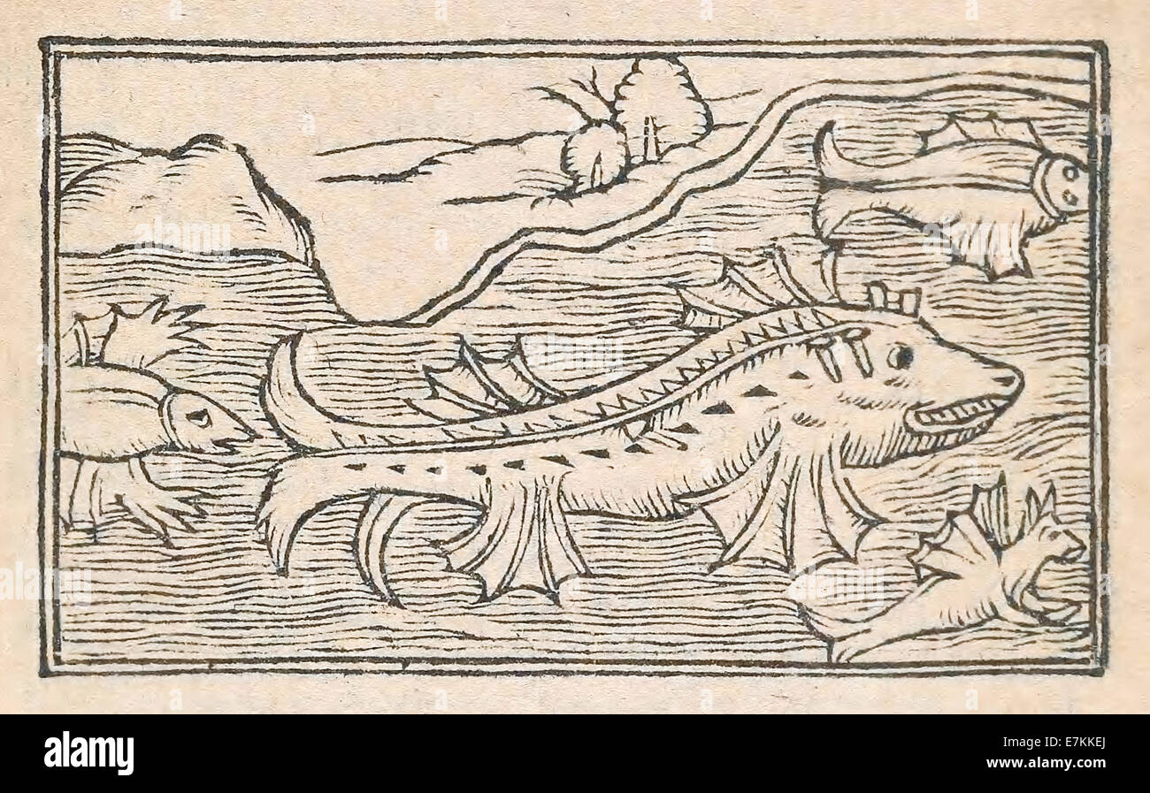 Monströse Meeresbewohner illustriert von Olaus Magnus (1490-1557) veröffentlichte im Jahre 1555. Siehe Beschreibung für mehr Informationen. Stockfoto