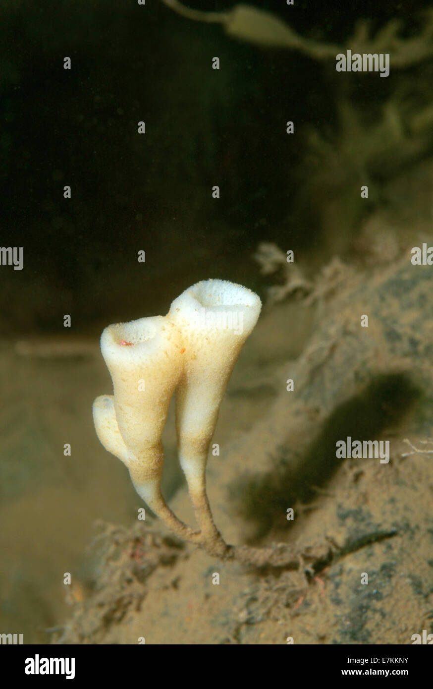 Gemeinsame Schwamm (Haliclona Urceolus) weißes Meer, Karelien, Arktis, Russische Föderation Stockfoto