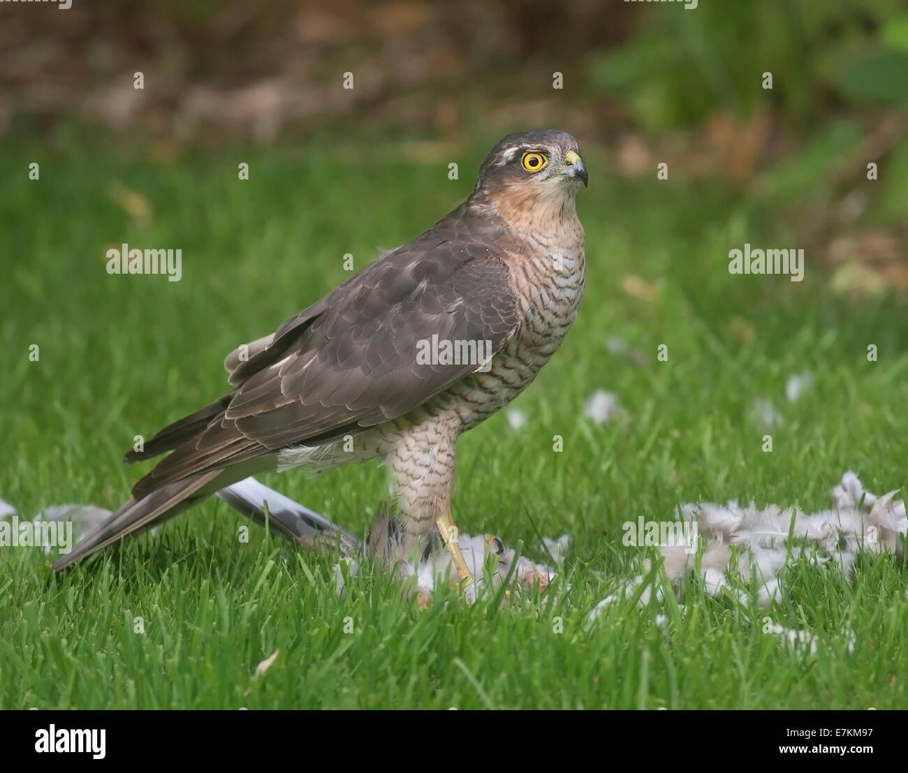 Sparrowhawk (Accipiter nisus) macht einen Kill in einem Garten Stockfoto