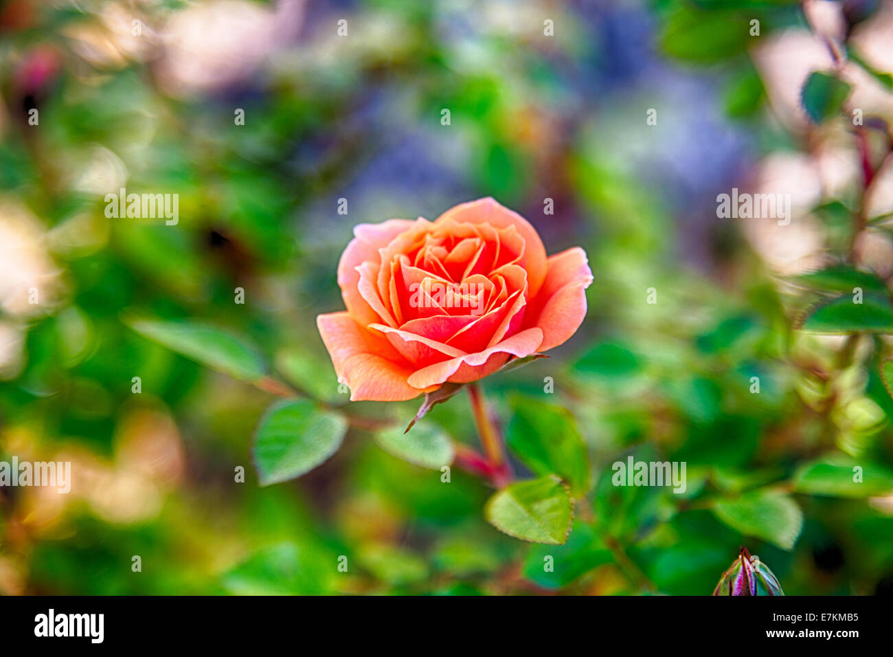 Eine Makroaufnahme einer frischen Rosenblüten am frühen Morgen vom Tau auf den Blütenblättern. Stockfoto