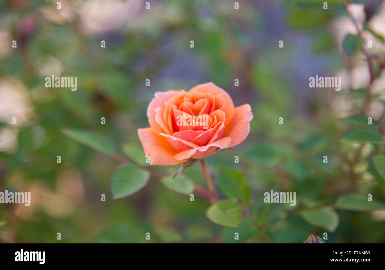 Eine Makroaufnahme einer frischen Rosenblüten am frühen Morgen vom Tau auf den Blütenblättern. Stockfoto