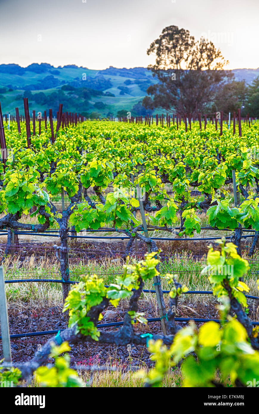 Sonnenuntergang über Weinberge in Kalifornien Wein-Land. Sonoma County, Kalifornien Stockfoto