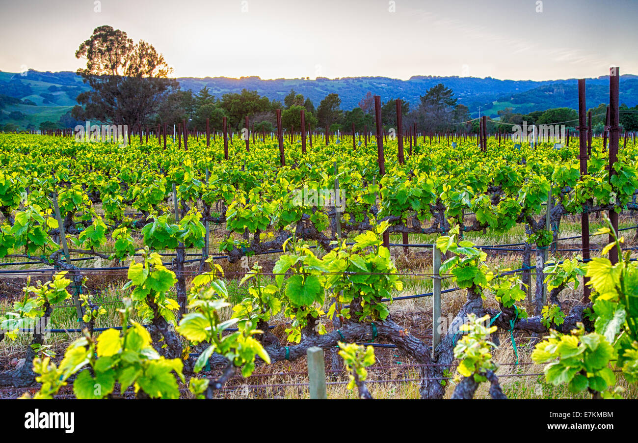 Sonnenuntergang über Weinberge in Kalifornien Wein-Land. Sonoma County, Kalifornien Stockfoto