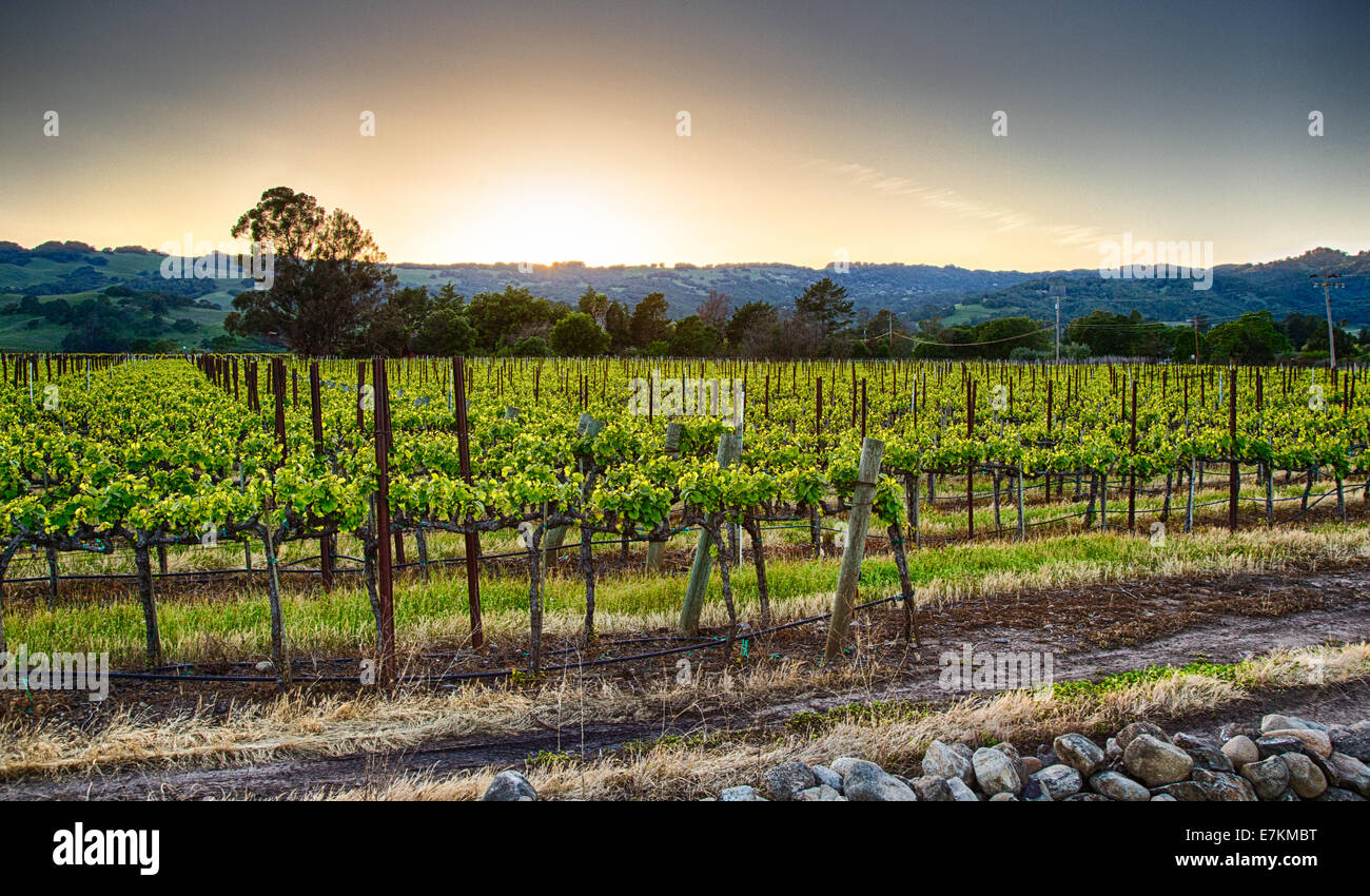 Sonnenuntergang über Weinberge in Kalifornien Wein-Land. Sonoma County, Kalifornien Stockfoto