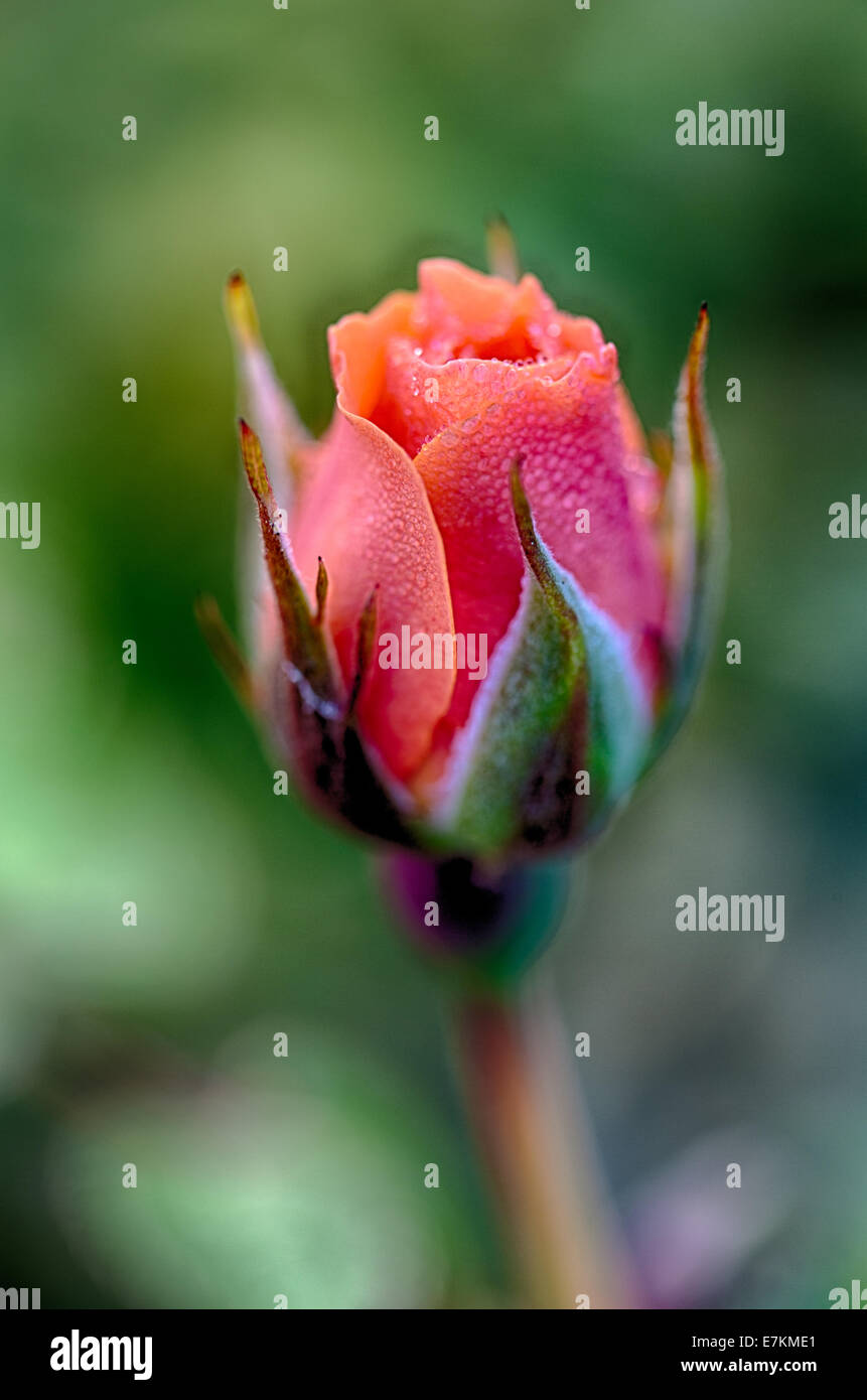 Eine Makroaufnahme einer frischen Rosenblüten am frühen Morgen vom Tau auf den Blütenblättern. Stockfoto