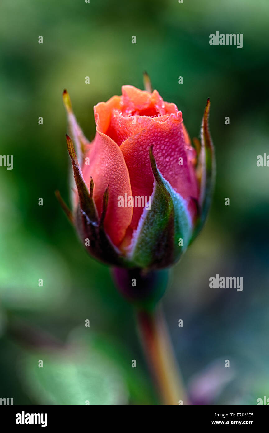 Eine Makroaufnahme einer frischen Rosenblüten am frühen Morgen vom Tau auf den Blütenblättern. Stockfoto