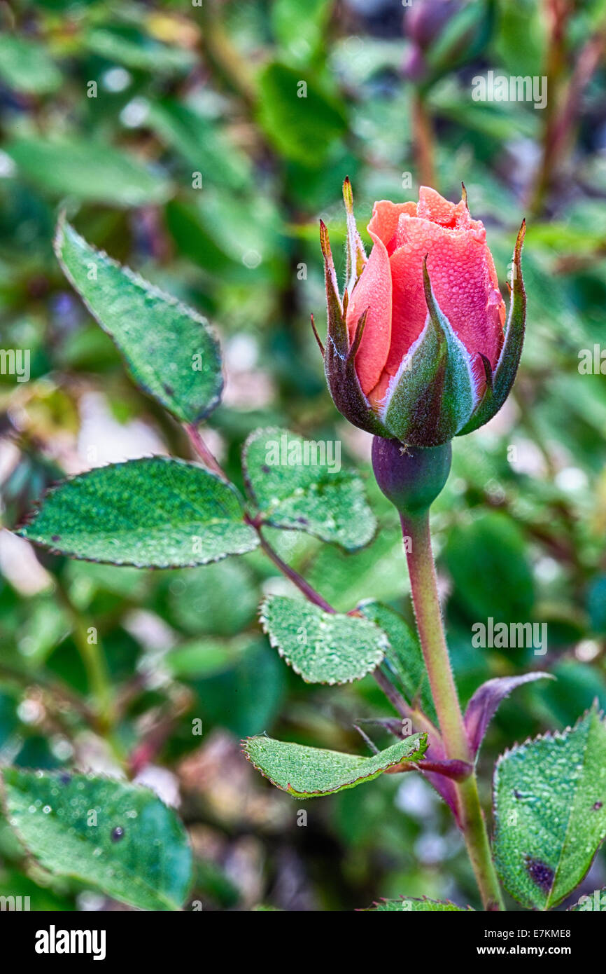 Eine Makroaufnahme einer frischen Rosenblüten am frühen Morgen vom Tau auf den Blütenblättern. Stockfoto