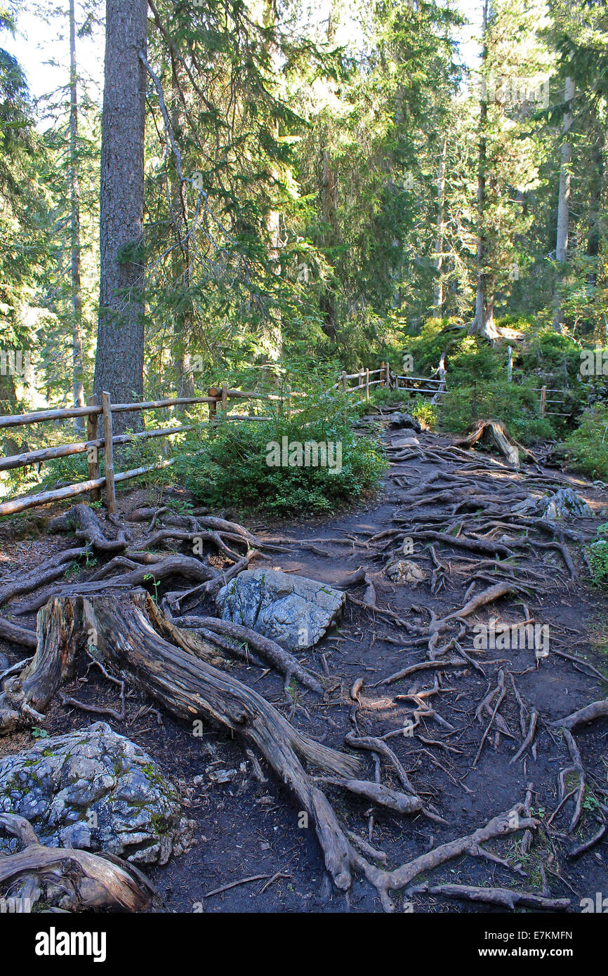 Wurzeln der Bäume im Wald in der Nähe von Lake Carezza - Karersee, Südtirol, Italien Stockfoto