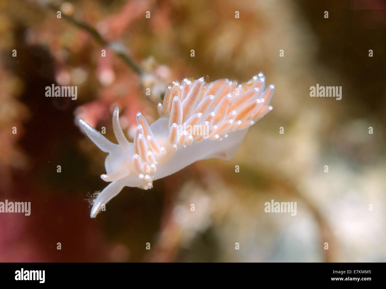 Seeschnecke oder Nacktschnecken rot-Finger Aeolis (Flabellina verzweigt) weißes Meer, Karelien, Arktis, Russische Föderation Stockfoto