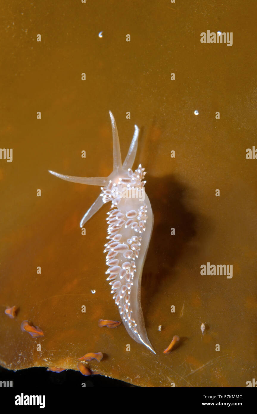 Seeschnecke oder Nacktschnecken rot-Finger Aeolis (Flabellina verzweigt) weißes Meer, Karelien, Arktis, Russische Föderation Stockfoto