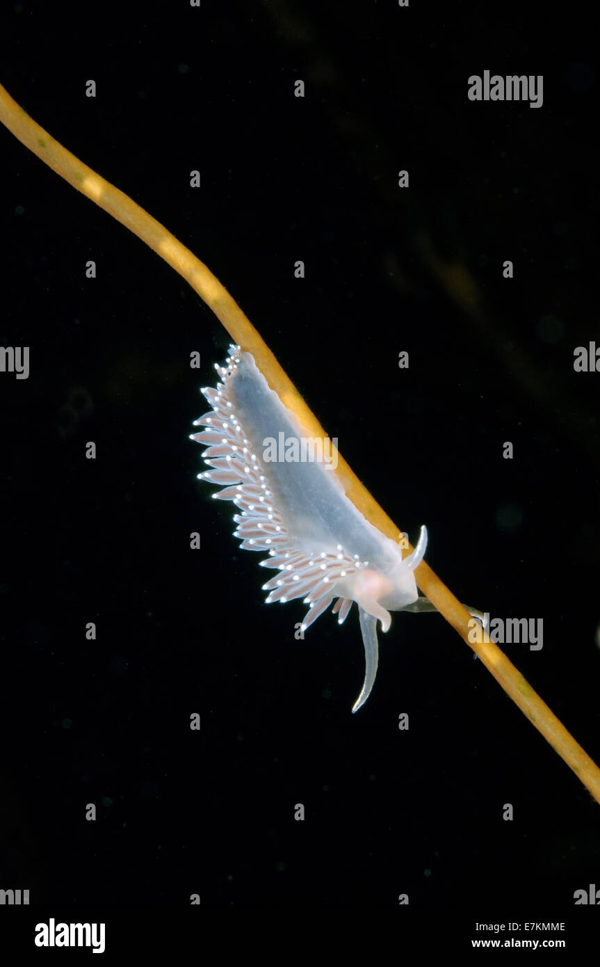 Seeschnecke oder Nacktschnecken rot-Finger Aeolis (Flabellina verzweigt) weißes Meer, Karelien, Arktis, Russische Föderation Stockfoto